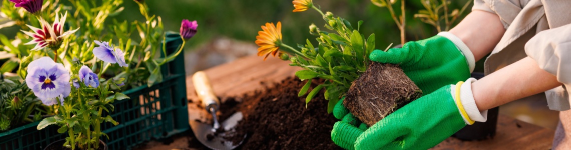 A woman adding plants to a garden.
