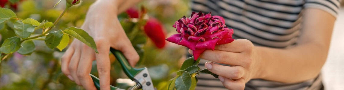 A gardener pruning a rose bush.